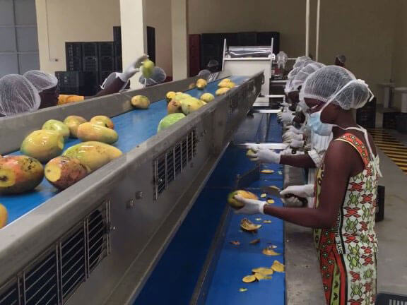 mango selecting trimming 1.jpg